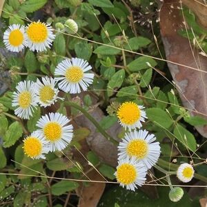 Meet your Posher, Posh